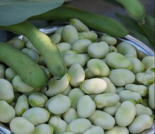 Bób – naturalny lek