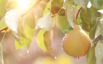 Sezon na gruszki! Poznaj ich właściwości!