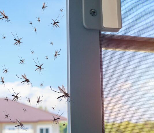 Niezawodne sposoby na komary