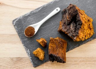 Grzyb chaga – sekret długowieczności?