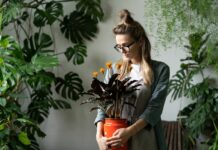 Rośliny w domu: jak dbać o zielonych przyjaciół zimą