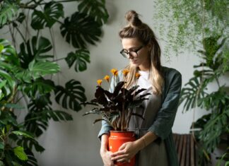 Rośliny w domu: jak dbać o zielonych przyjaciół zimą