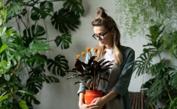 Rośliny w domu: jak dbać o zielonych przyjaciół zimą