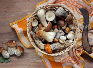 Przepisy na pyszne dania z grzybami!