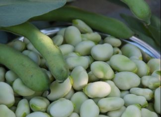 Bób – naturalny lek