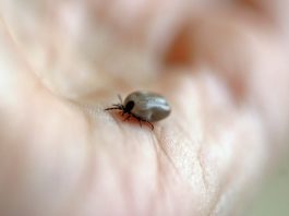 Borelioza – podstępna choroba, jak się przed nią ustrzec? Naturalne skuteczne sposoby na kleszcze!