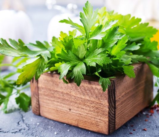 Pietruszka – zielone źródło zdrowia