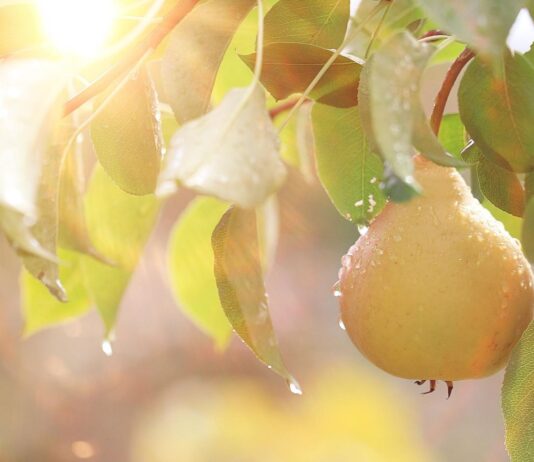 Sezon na gruszki! Poznaj ich właściwości!