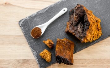 Grzyb chaga – sekret długowieczności?