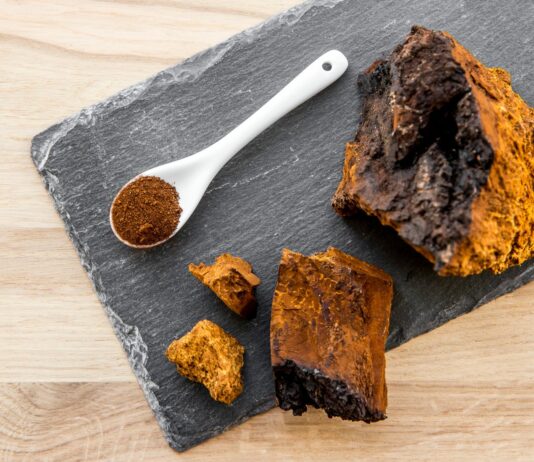 Grzyb chaga – sekret długowieczności?